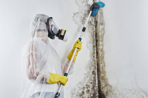 Why You Should Choose Our Mold Remediation Services in Long Creek, IL